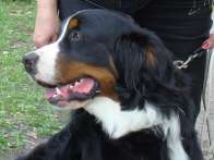 Akela