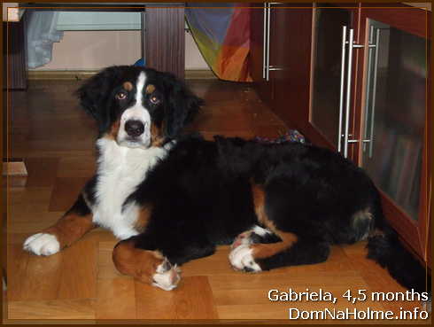 pomet200806 pomet200806