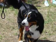 Berta