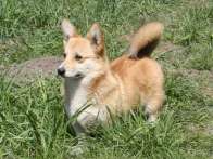 Niniana2010_04_21