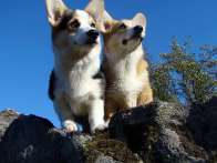 corgies2009_08_02