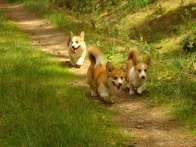 corgies2010_06_02