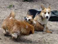 corgies2010_06_03