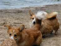 corgies2010_06_05