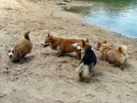corgies2010_06_06