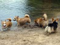 corgies2010_06_07