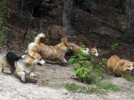 corgies2010_06_08