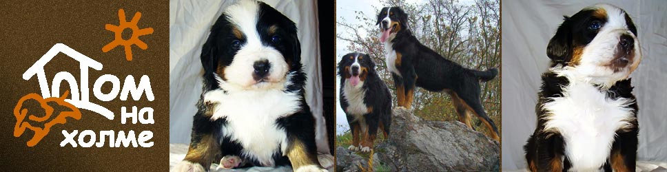 Our puppies