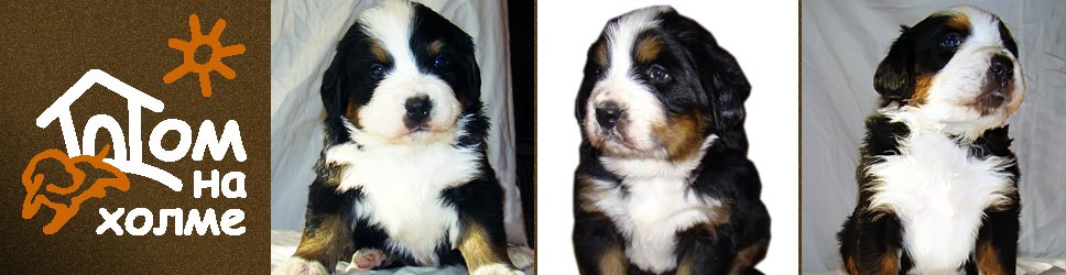 Our puppies