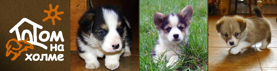 Our puppies
