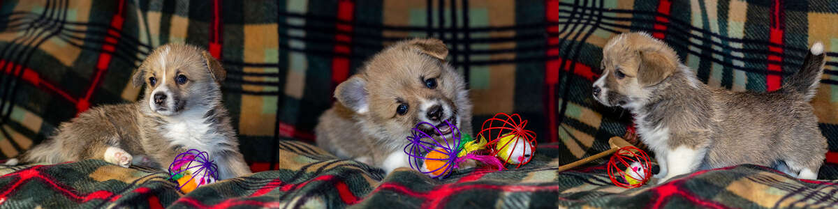 VeselkaVytivkaVeremiya