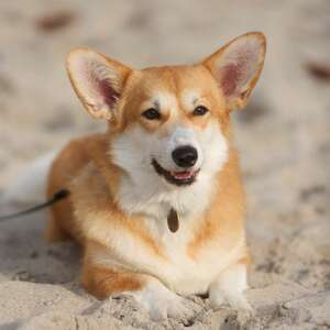 Canestrelli Rozalia Light Dream