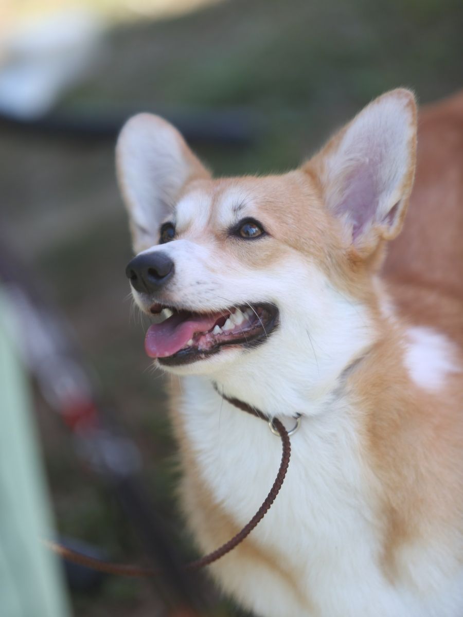 Canestrelli Rozalia Light Dream