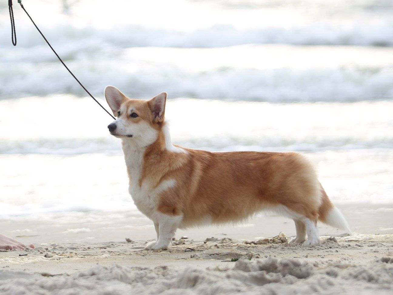 Canestrelli Rozalia Light Dream