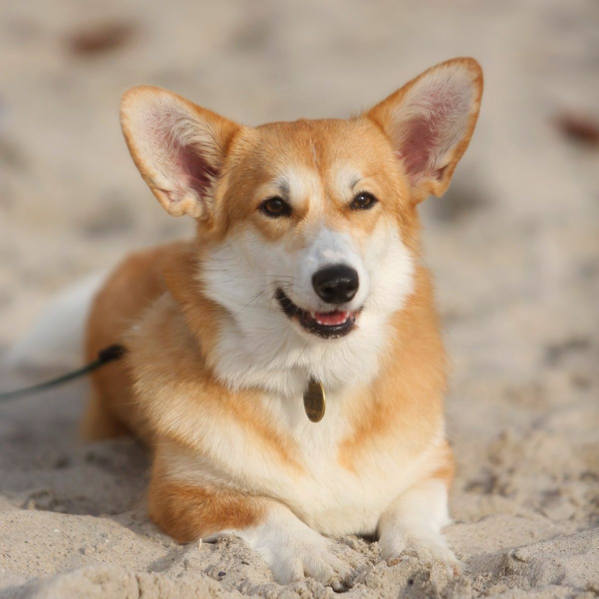 Canestrelli Rozalia Light Dream