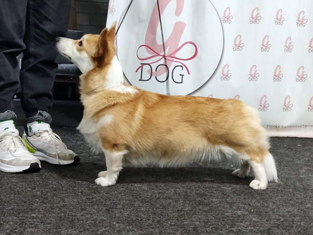 Canestrelli Rozalia Light Dream