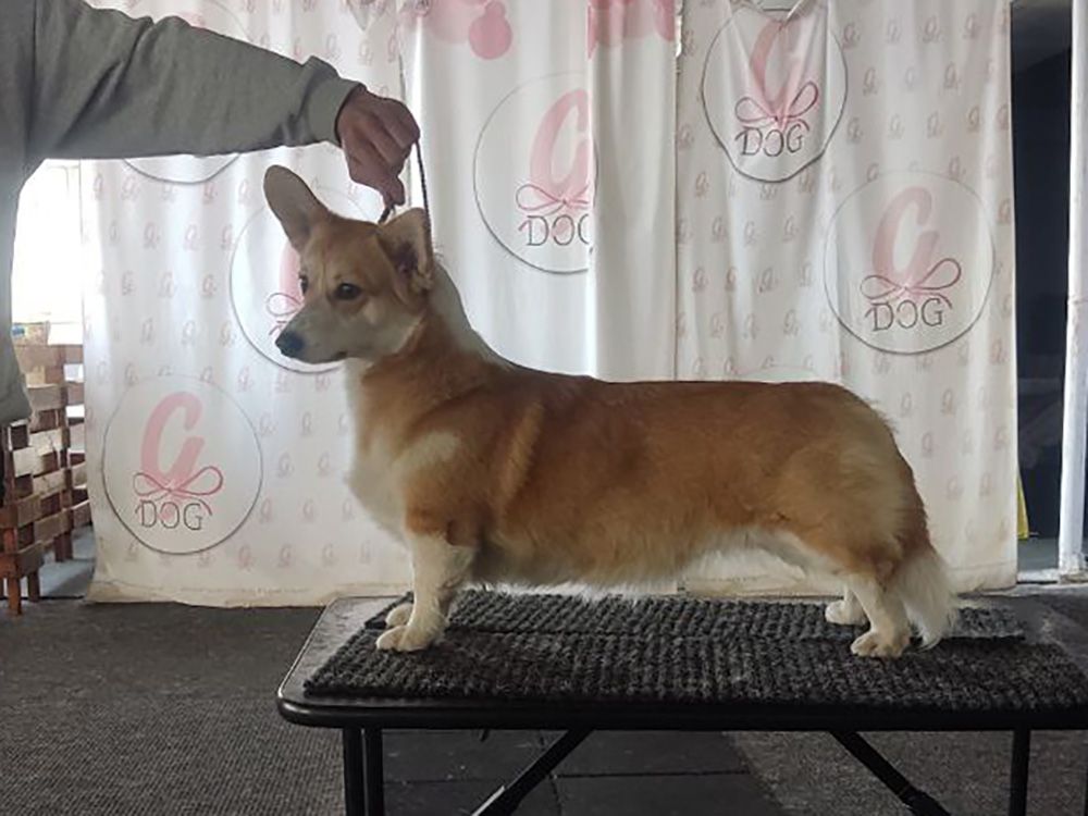 Canestrelli Rozalia Light Dream