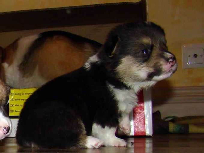 TriColor2