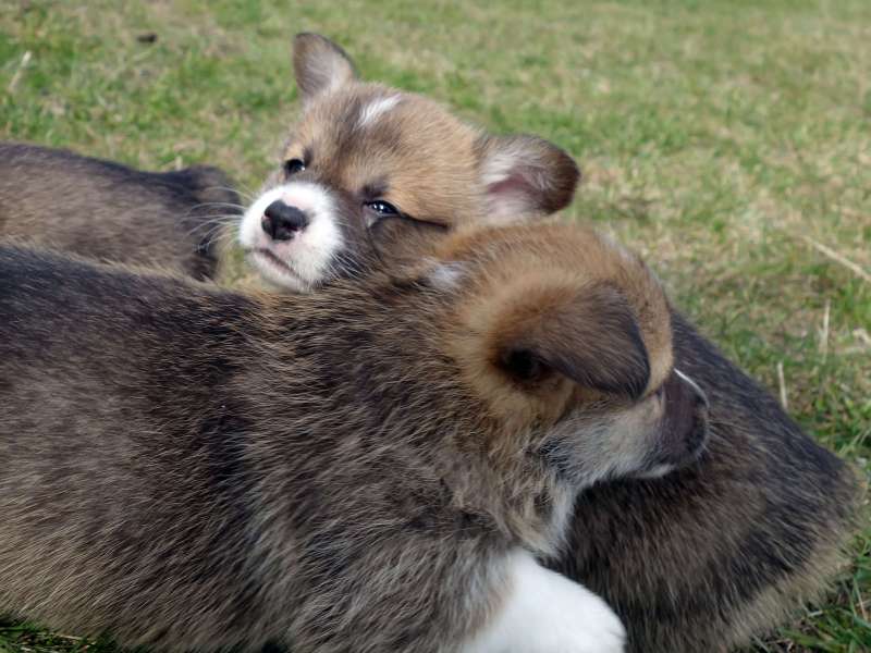 Zoryana12